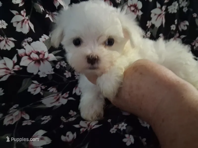 Reuben (AKC) – Maltese puppy for sale in San Antonio, TX