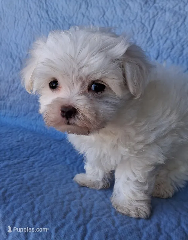 Reuben (AKC) – Maltese puppy for sale in San Antonio, TX