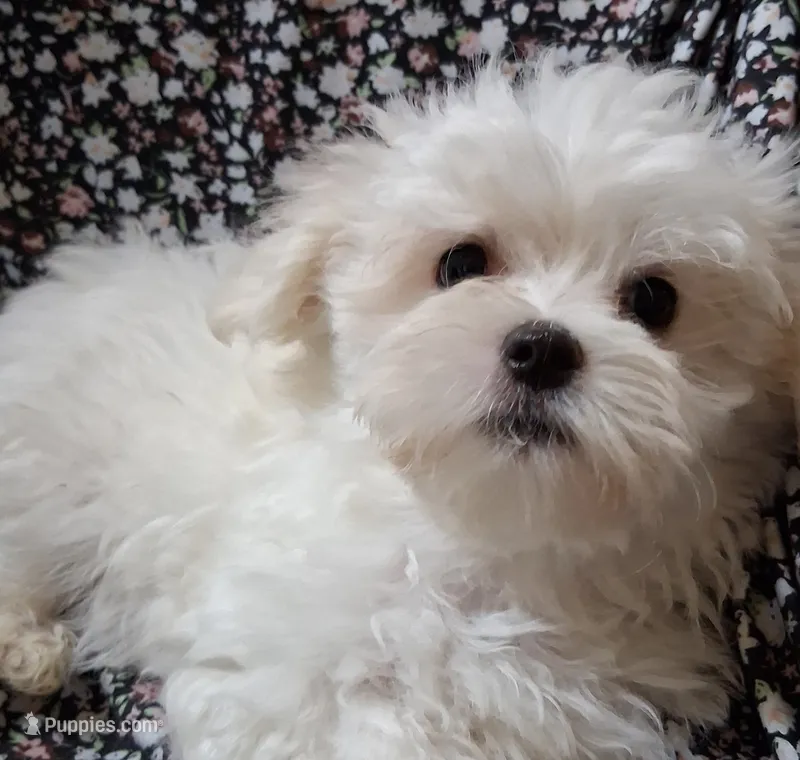 Jesse (AKC) – Maltese puppy for sale in San Antonio, TX