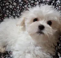 Jesse (AKC), a male Maltese for sale in San Antonio, TX – 5 of 5
