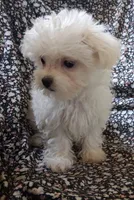 Abel (AKC), a male Maltese for sale in San Antonio, TX – 4 of 6