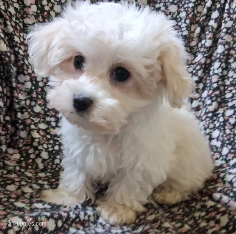Jewel – Maltipoo puppy for sale in San Antonio, TX