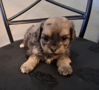 Shiloh, a female Shihpoo for sale in San Antonio, TX – 2 of 4