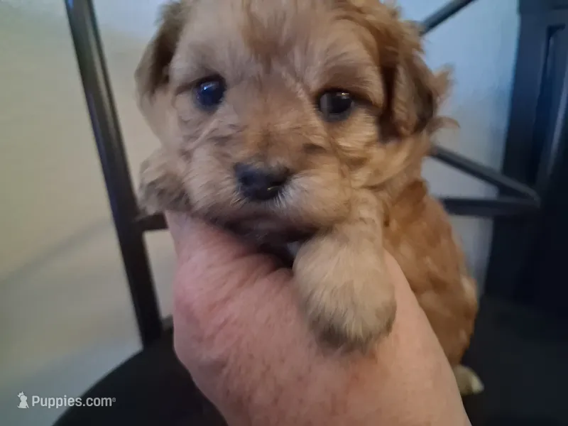 Hannah  – Shihpoo puppy for sale in San Antonio, TX