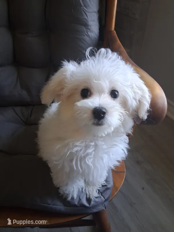 Jewel – Maltipoo puppy for sale in San Antonio, TX