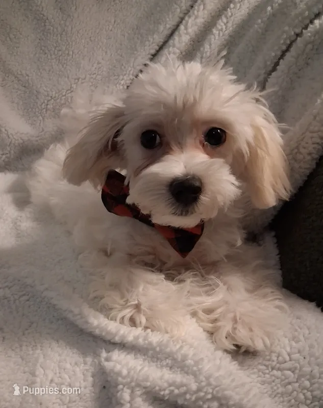 Amos – Maltipoo puppy for sale in San Antonio, TX