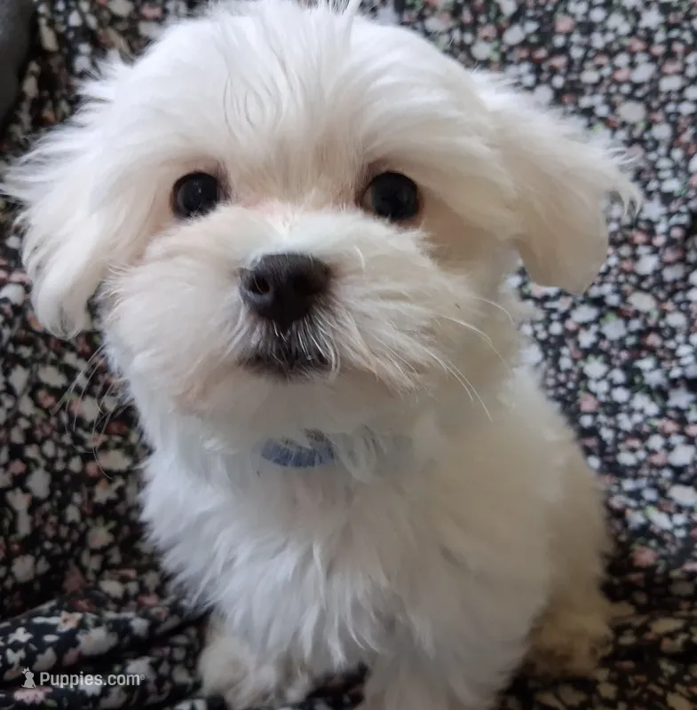 Eli (AKC) – Maltese puppy for sale in San Antonio, TX