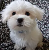 Eli (AKC), a male Maltese for sale in San Antonio, TX – 8 of 9