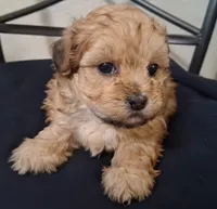 Hannah, Shihpoo , a female Shih Tzu for sale in San Antonio, TX – 3 of 5