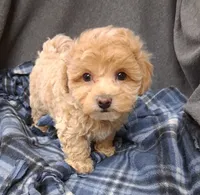 Asher ON HOLD, a male Maltipoo for sale in San Antonio, TX – 2 of 8