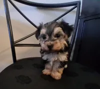 Piper, morkiepoo , a female Morkie for sale in San Antonio, TX – 3 of 5