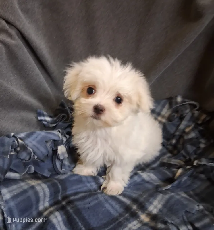 Dinah (AKC) – Maltese puppy for sale in San Antonio, TX