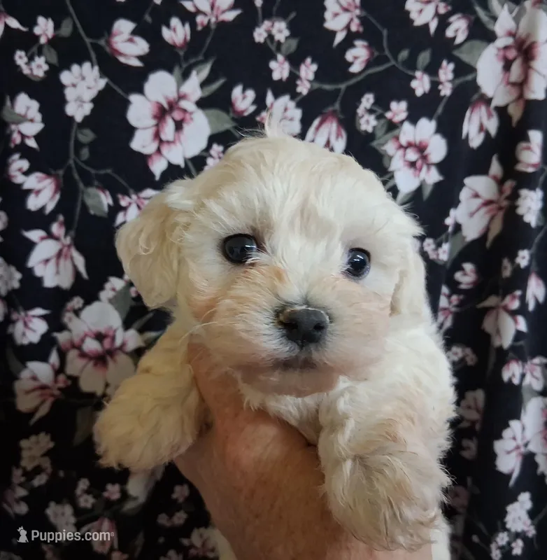 Esther – Maltipoo puppy for sale in San Antonio, TX