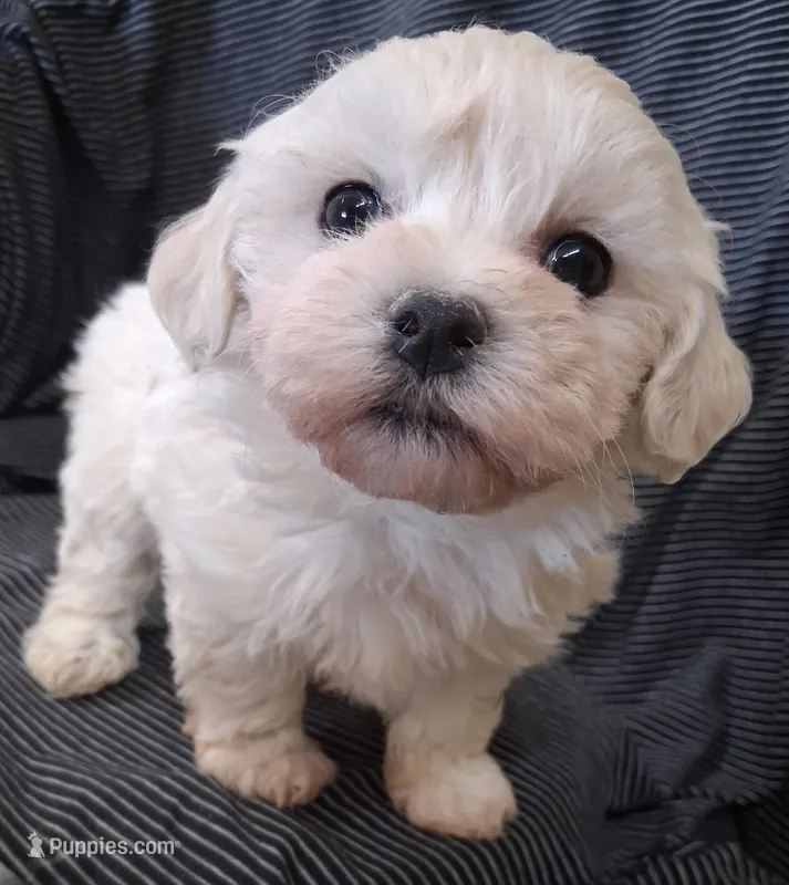 Esther – Maltipoo puppy for sale in San Antonio, TX