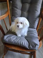 Eli (AKC), a male Maltese for sale in San Antonio, TX – 5 of 5