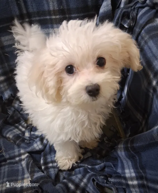 Jewel – Maltipoo puppy for sale in San Antonio, TX