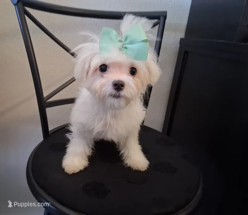 Dinah (AKC) – Maltese puppy for sale in San Antonio, TX