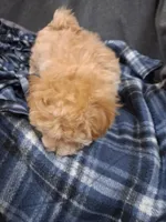 Phoebe ON HOLD, a female Maltipoo for sale in San Antonio, TX – 5 of 5