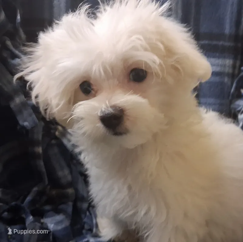 Ruthie (AKC) – Maltese puppy for sale in San Antonio, TX