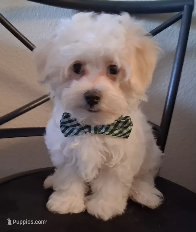 Amos – Maltipoo puppy for sale in San Antonio, TX