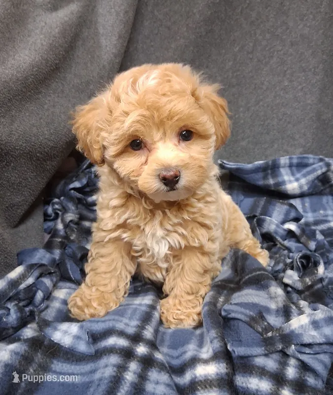 Asher ON HOLD – Maltipoo puppy for sale in San Antonio, TX