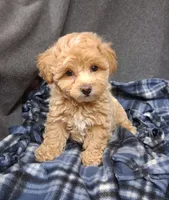 Asher ON HOLD, a male Maltipoo for sale in San Antonio, TX – 1 of 8