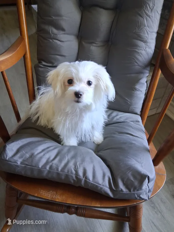 Eli (AKC) – Maltese puppy for sale in San Antonio, TX