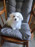 Eli (AKC), a male Maltese for sale in San Antonio, TX – 1 of 5