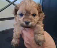 Asa, a male Shihpoo for sale in San Antonio, TX – 2 of 6