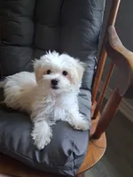 Silas (AKC), a male Maltese for sale in San Antonio, TX – 9 of 9
