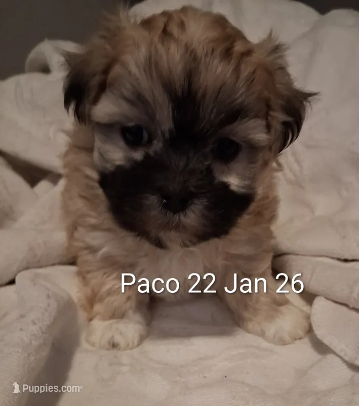 Paco