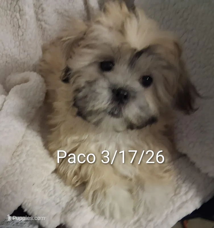 Paco – Mal Shi puppy for sale in San Antonio, TX