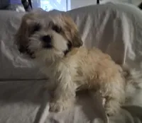 Lottie Lou , a female Maltese and Shih Tzu for sale in San Antonio, TX – Photo 4 of 4