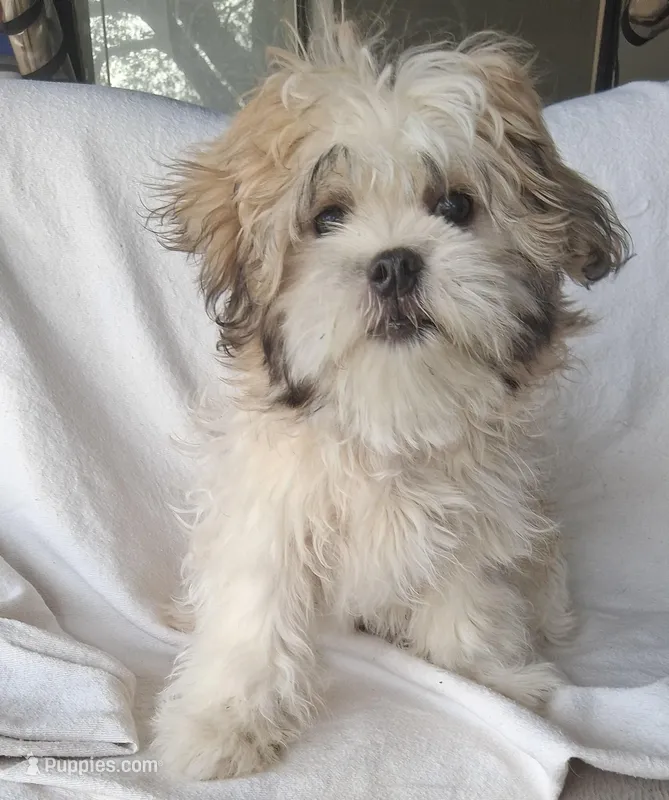 Lottie Lou , a female Maltese and Shih Tzu for sale in San Antonio, TX – Photo 1 of 4