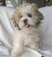 Lottie Lou , a female Maltese and Shih Tzu for sale in San Antonio, TX – Photo 3 of 4