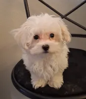 Simon, a male Maltipoo for sale in San Antonio, TX – 5 of 7