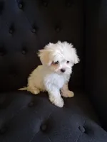 Dinah (AKC), a female Maltese for sale in San Antonio, TX – 5 of 5
