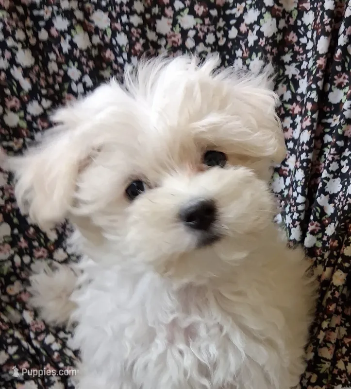 Ruthie (AKC) – Maltese puppy for sale in San Antonio, TX