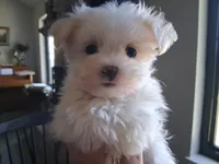 Zeb, a male Maltese for sale in San Antonio, TX – 6 of 8