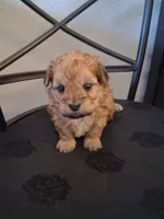 Hannah , a female Shihpoo for sale in San Antonio, TX – 3 of 5