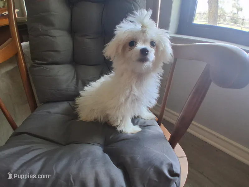 Dinah (AKC) – Maltese puppy for sale in San Antonio, TX