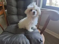 Dinah (AKC), a female Maltese for sale in San Antonio, TX – 1 of 9