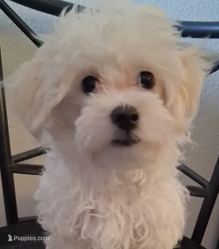 Amos – Maltipoo puppy for sale in San Antonio, TX