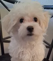 Amos, a male Maltipoo for sale in San Antonio, TX – 1 of 7