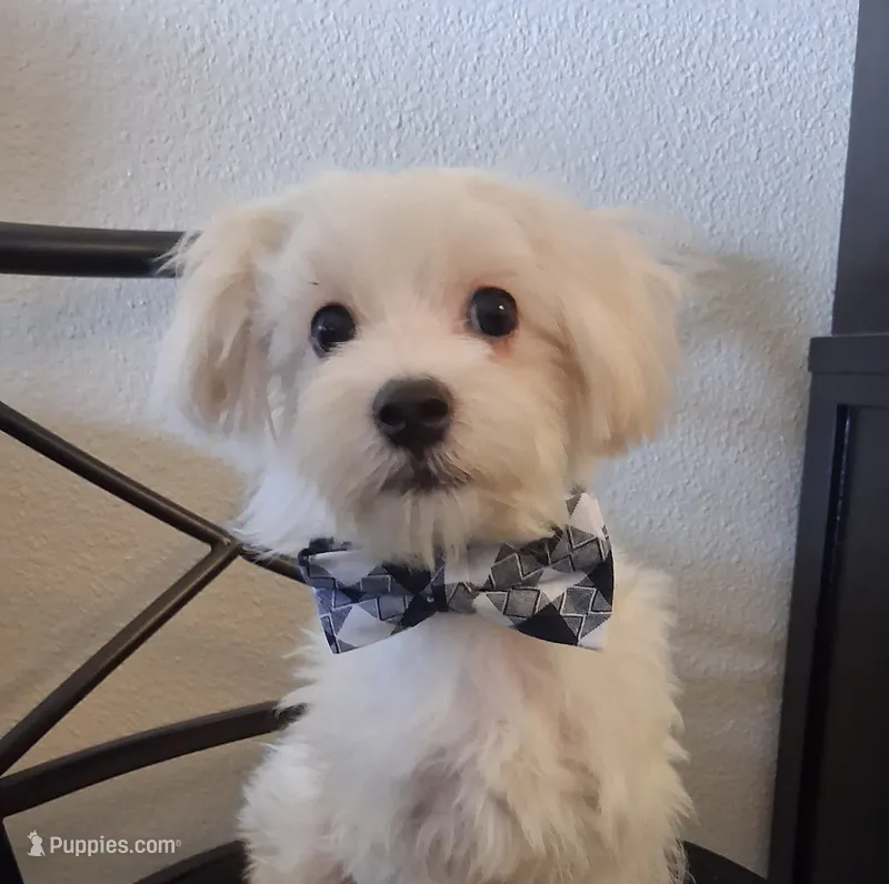 Silas (AKC) – Maltese puppy for sale in San Antonio, TX