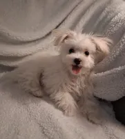 Zeb, a male Maltese for sale in San Antonio, TX – 2 of 5