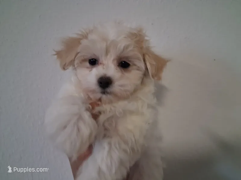 Gracie  – Maltipoo puppy for sale in San Antonio, TX