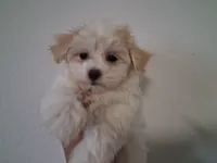 Gracie , a female Maltipoo for sale in San Antonio, TX – 1 of 1