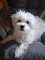 Silas (AKC), a male Maltese for sale in San Antonio, TX – 7 of 9