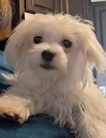 Eli (AKC), a male Maltese for sale in San Antonio, TX – 4 of 5